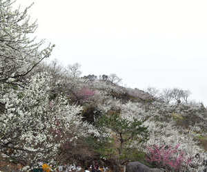 매화축제